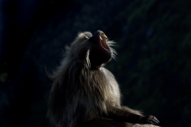 infocusphotos.com : Endangered Gelada Babboon Calling, Simien Mountains, Ethiopia