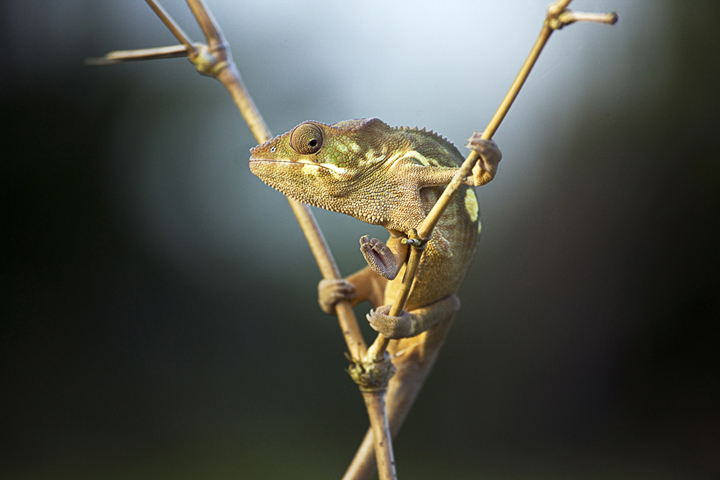 Pardallis Chameleon, Masoala National Park, Madagascar