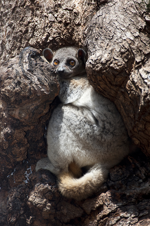 Lepi Lemur in Tree Home, Kirindy Forest, Madagascar