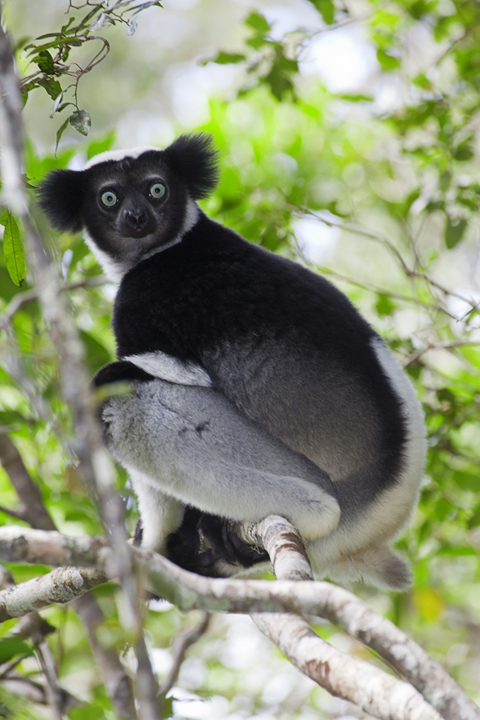 Indir indri, Largest Lemur, Andasibe National Park, Madagascar