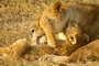 Africa's Big Cats