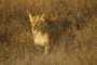 Africa's Big Cats