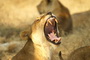 Africa's Big Cats