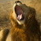 Africa's Big Cats