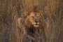 Africa's Big Cats