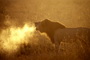 Africa's Big Cats