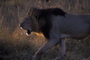 Africa's Big Cats
