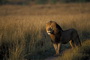 Africa's Big Cats
