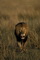 Africa's Big Cats