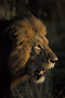 Africa's Big Cats