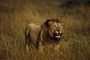 Africa's Big Cats