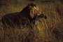 Africa's Big Cats