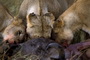 Africa's Big Cats