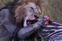 Africa's Big Cats
