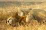 Africa's Big Cats