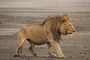 Africa's Big Cats