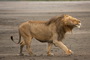 Africa's Big Cats