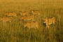 Africa's Big Cats