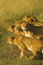 Africa's Big Cats