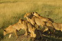 Africa's Big Cats