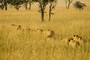Africa's Big Cats