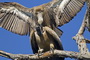 Infocusphotos : South African Bird Photos