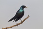 Infocusphotos : South African Bird Photos