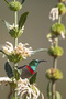 Infocusphotos : South African Bird Photos