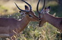 Infocusphotos : South African Wildlife Photos