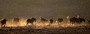 Infocusphotos : South African Wildlife Photos