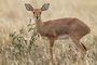 Infocusphotos : South African Wildlife Photos