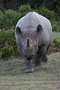 Infocusphotos : South African Wildlife Photos