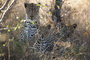 Infocusphotos : South African Wildlife Photos