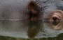 Infocusphotos : South African Wildlife Photos