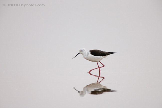 Infocusphotos : WBDIG088 Black-winged Stilt - Himantopus himantopus) Walking, Refletion, Walvis Bay, Namibia