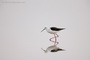 Infocusphotos : WBDIG088 Black-winged Stilt - Himantopus himantopus) Walking, Refletion, Walvis Bay, Namibia