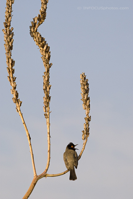Infocusphotos : WBDIG119 African Red-eyed Bubul (Pycnonotus nigricans) Perching on Dessicated Stalk, Vingerklip, Namibia