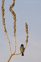 Infocusphotos : WBDIG119 African Red-eyed Bubul (Pycnonotus nigricans) Perching on Dessicated Stalk, Vingerklip, Namibia