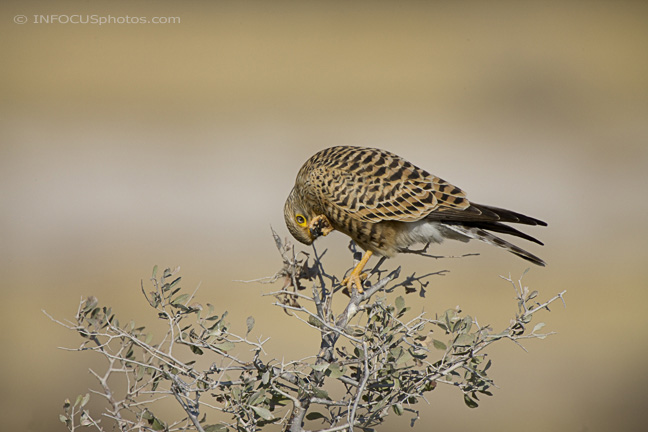 Infocusphotos : WBDIG137 Greater Kestrel (Falco rupicoloides) Preening, Etosha National Park, Namibia