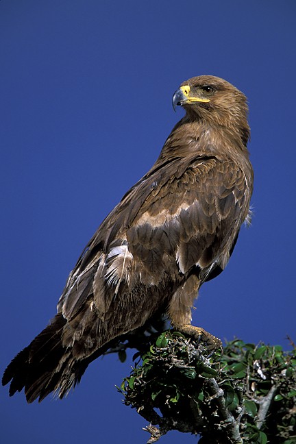 Tawny Eagle