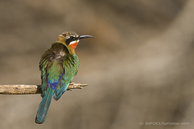 Infocusphotos : WBDIG179 White-fronted Bee-eater (Merops bullockoides) Ruffling Feathers, Okavango Panhandle, Botswana