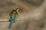 Infocusphotos : WBDIG179 White-fronted Bee-eater (Merops bullockoides) Ruffling Feathers, Okavango Panhandle, Botswana