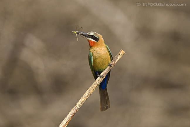 Infocusphotos : WBDIG184 White-fronted Bee-eater (Merops bullockoides) Catching Dragonfly, Okavango Panhandle, Botswana