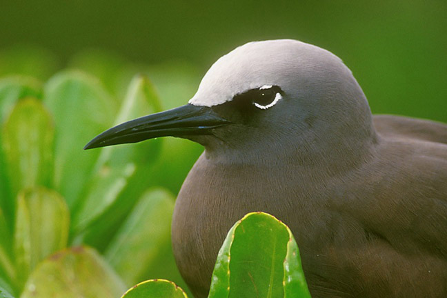 Brown Noddy Midway Atoll