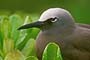 Brown Noddy Midway Atoll