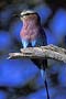 Infocusphotos : Africa, Serengeti - Lilac-breasted Roller
