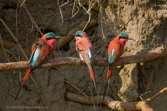 Infocusphotos : WBDIG260 Southern Carmine Bee-Eaters (Merops rubidoides) at their Mud Bank Nests, Okavango Panhandle