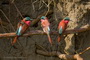 Infocusphotos : WBDIG260 Southern Carmine Bee-Eaters (Merops rubidoides) at their Mud Bank Nests, Okavango Panhandle
