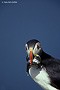 Atlantic Puffin Feeding Herring Arctic Norway
