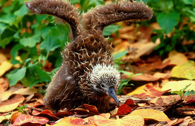 Baby Laysan Albatross Wings Midway Atoll